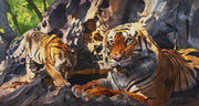Tigers